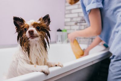 Pet Grooming and Pet Sitting Insurance in Pflugerville, TX by Pflugerville Business Insurance