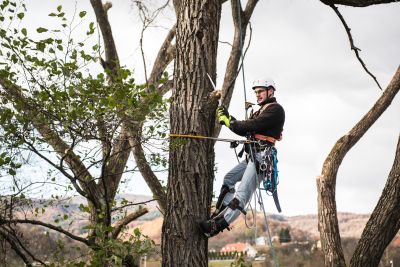 Tree Trimming Insurance in Pflugerville, TX by Pflugerville Business Insurance